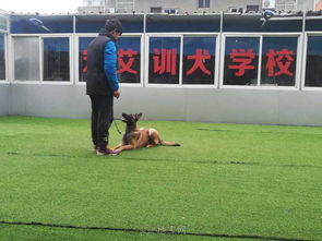 哪里宠物训犬学校最好南昌宠艾宠物训练学校欢迎您 南昌宠物训练 