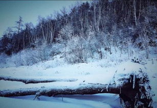 那片星空那片雪海 白雪皑皑漠河 