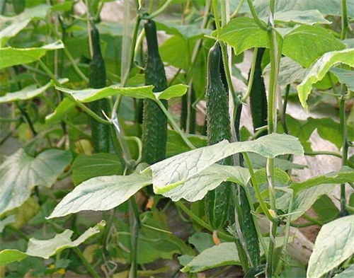 秋黄瓜种植方法和时间,关中地区秋黄瓜最佳播种时间？