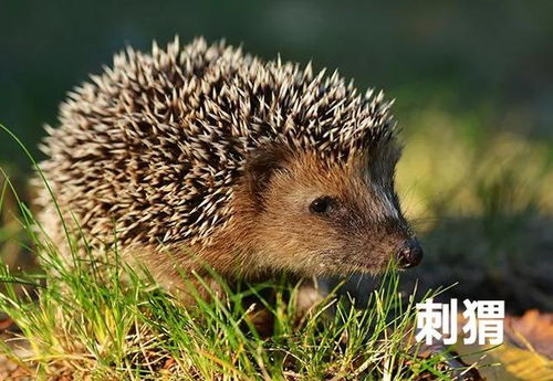 土鼠冷知识(土啵鼠cp)