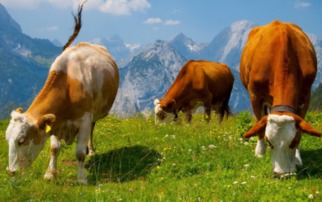 浅谈肉牛正确的养殖技巧及关键要点
