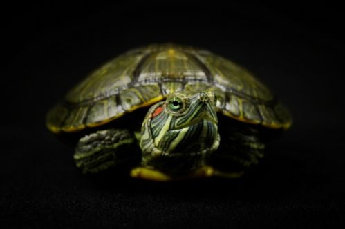 巴西龟是水龟还是陆龟 