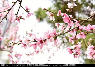 一树桃花开 粉红色的花