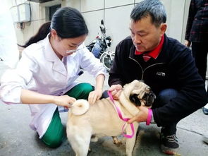 好消息 顺庆城区设置15个注射点 市民免费给宠物打疫苗