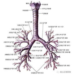 气管炎和支气管炎有3大区别,平时预防是关键 