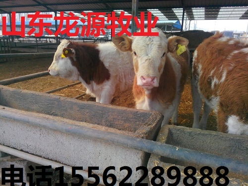 400――500斤牛犊价格 500斤小牛多少钱一斤