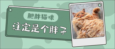 150只猫 9年实验证明 这几个星座的猫更容易长胖