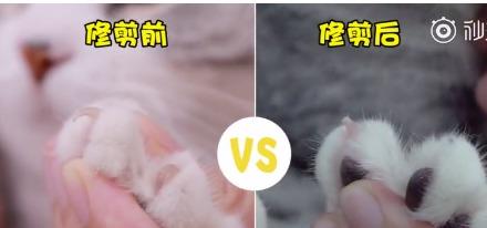 养猫必知 给猫主子剪指甲的正确姿势