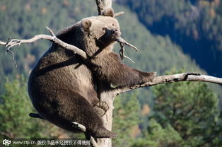 有心事吗 棕熊爬树发呆 挂在15公尺高的枝头打瞌睡