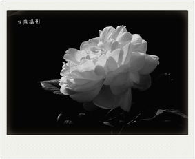 黑白蔷薇花