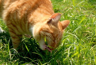 花坛里吃草的猫专辑 第2页 山里黄鹰 