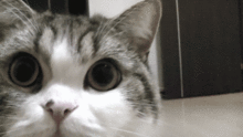 敲可爱猫咪qq表情包 可爱的猫咪表情包带字最新合集下载 乐游网游戏下载 