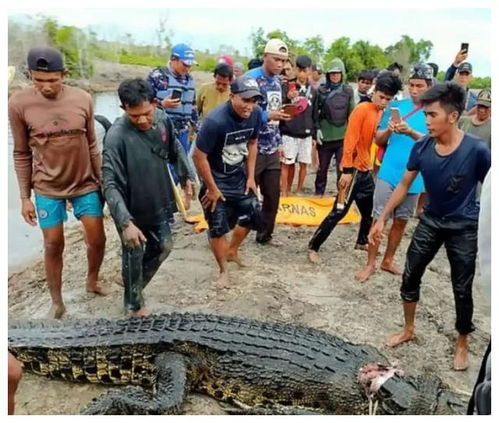 鳄鱼吃人 印尼在爆鳄鱼吃人事件,被警方现场击毙