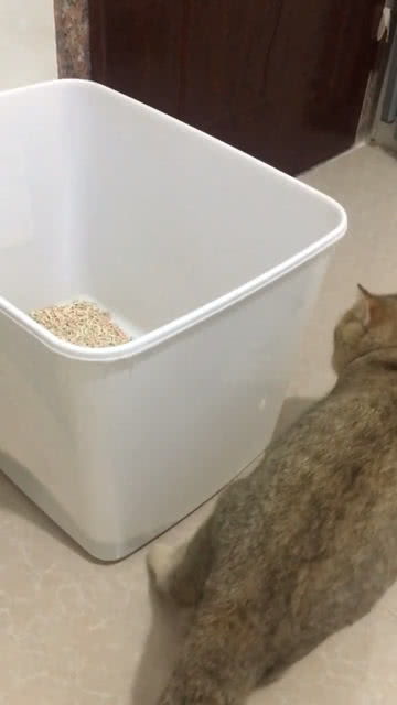 这个猫砂盆有点大呀 上个厕所太难了 