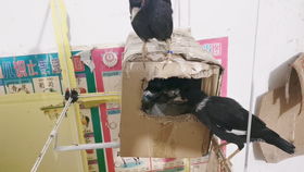 喜欢养鸟也不一定要把它们困在笼子里,这样养是不是觉得很惬意呢
