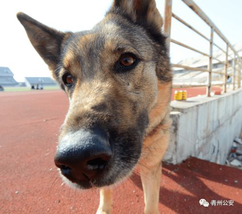 酷酷酷 小编带你看 警犬的训练日常