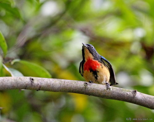 红胸啄花鸟 