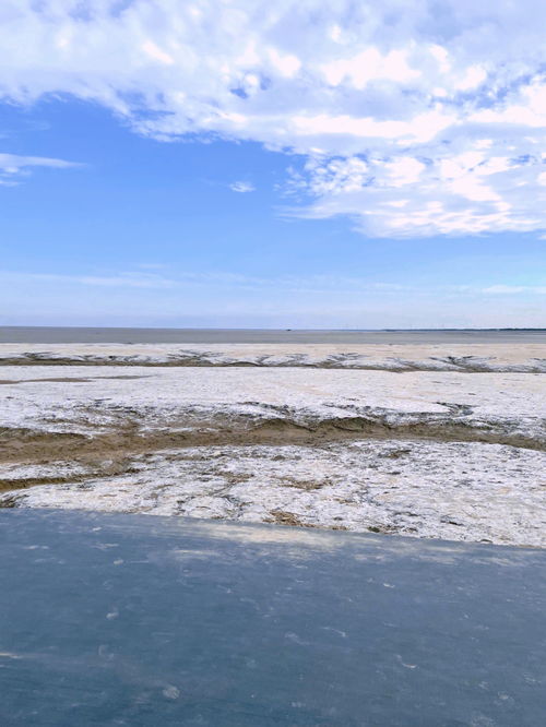 盐城条子泥湿地 2019年入选世界自然遗产地 