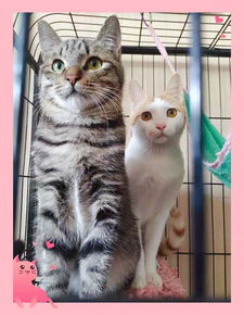湖北襄阳流浪猫救助站的可爱猫咪们找领养... 
