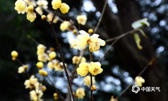 桂林西山公园寒冬腊梅吐芬芳 