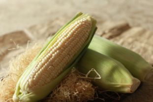 12排以上的玉米是转基因的 中国玉米全是转基因