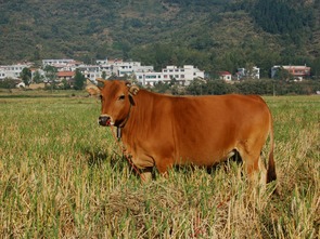南丹黄牛