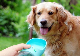 狗狗大量饮水会造成肾衰竭 主人其实不必担心,喝水一事利大于弊