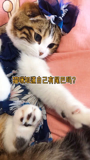 猫到底知不知道自己有尾巴 