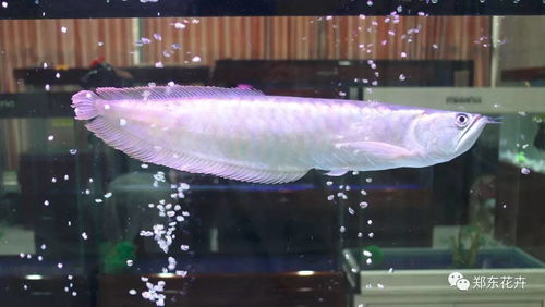 银龙鱼常见的九种疾病 