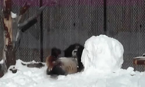 熊猫堆雪人是个什么体验 一只倔强熊猫与雪人的爱恨情仇