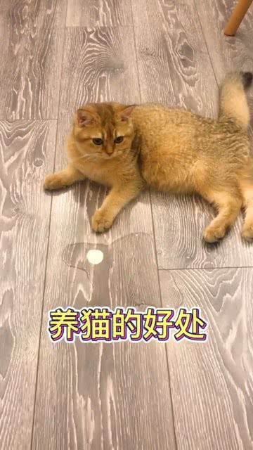 养猫的好处可太多了,以后不用擦地了 猫 小奶猫 猫咪日常 