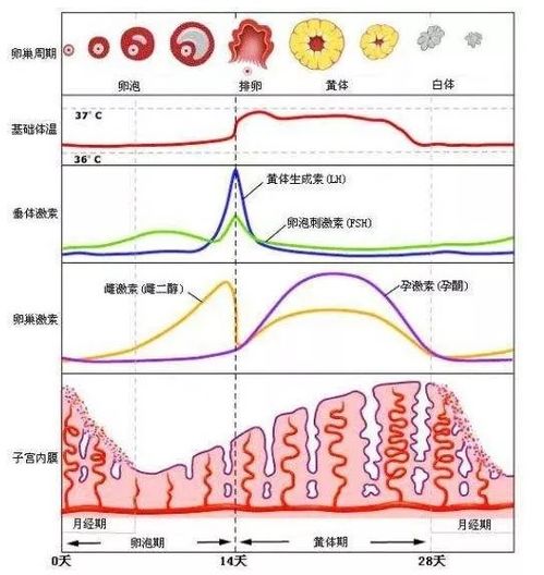 原创女性在排卵日15天以后，如果发现身体有这3个变化，你可能怀孕了