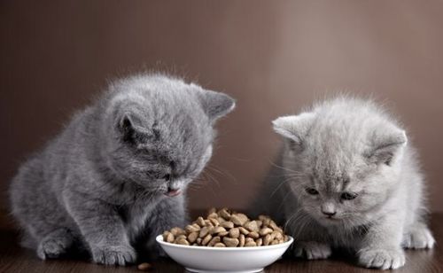 猫主粮选择的2条重要原则