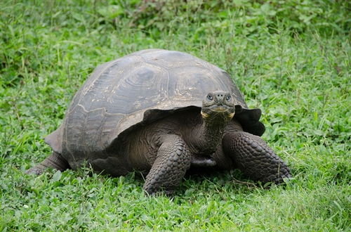 科学家发现了平塔岛象龟近亲 独的乔治表妹