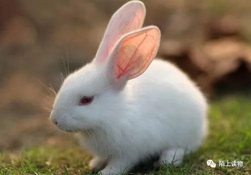 不论男女,生于农历几个月的属兔人 最不好 寿命最短