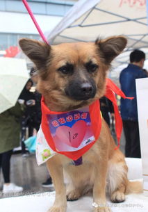 萌宠宝贝回家专场运动会,田园犬 串串犬和通过领养回归家庭的流浪汪快快来报名参加吧 