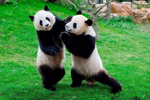 竹林隐士熊猫 戴墨镜不好惹 熊牙利,动物园什么动物能降服熊猫