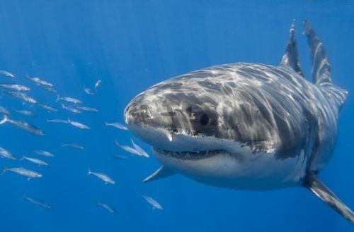 鲨鱼可以人工养殖吗 人工养殖鲨鱼不就解决了鲨鱼被残害的命运了吗 
