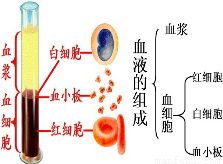 如图表示血液.血浆.血细胞三概念之间的关系.正确的是 A.B.C.D. 题目和参考答案 青夏教育精英家教网 