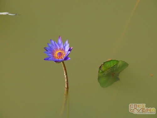 泸沽湖水性杨花的由来