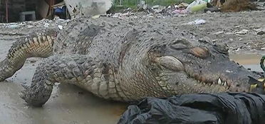 嘉兴垃圾堆现身长2米42泰国杀人鳄 