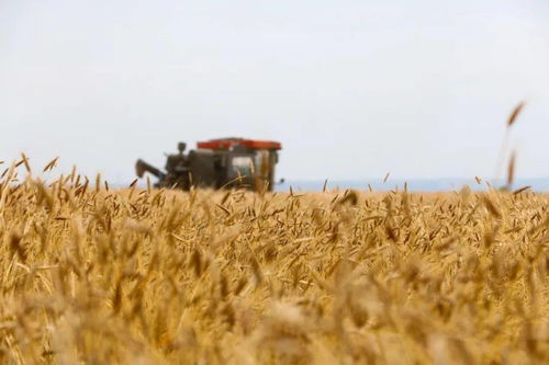 2023年7月巴西小麦出口达6.8万吨