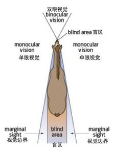 关于马的眼睛你可能不知道的5件事