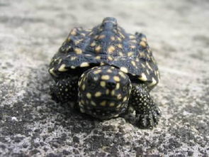最奇特的一些龟类,块头比人大,有一些快濒临绝种 