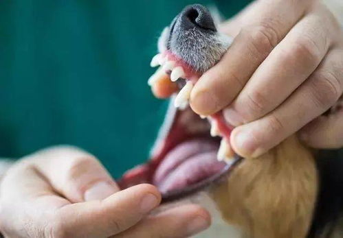狗狗患口腔疾病会有哪些征兆呢 如何正确护理狗狗的牙齿