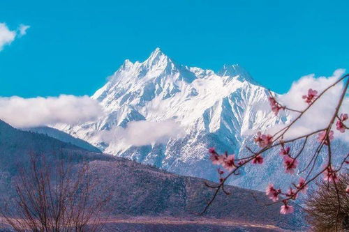 林芝桃花即将霸屏,一生一定要去一次西藏,看国内最美的桃花盛宴