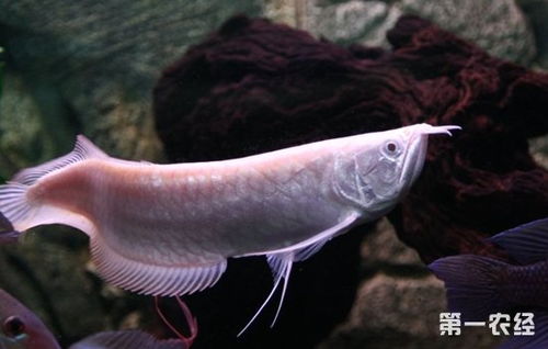 银龙鱼养殖 银龙鱼常见病有哪些