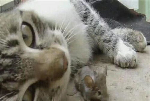 猫咪抓了一只老鼠当玩具老鼠别玩了请给个痛快