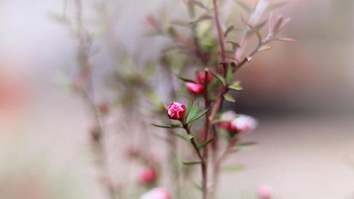 花草没拍出高级感,只是没有靠得太近 请记住这5个拍花的要点