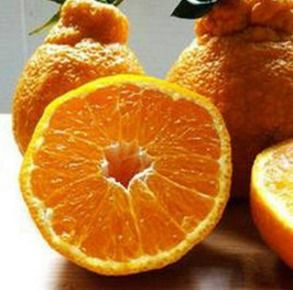 不知火丑橘几月份成熟,水果不知火和丑橘有什么区别？